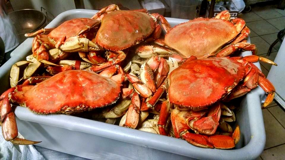 Sapateiras Portuguesas ; Portuguese big crabs